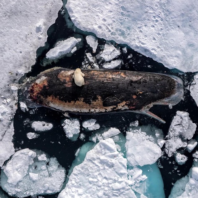 Bức ảnh chưa từng có ở vĩ độ 82 độ Bắc: Ấn tượng, kỳ lạ và ám ảnh- Ảnh 1.