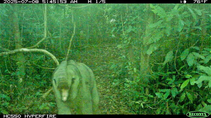 Vỡ &ograve;a ph&aacute;t hiện voi con mới sinh trong rừng tự nhi&ecirc;n ở Đ&agrave; Nẵng- Ảnh 1.