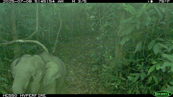 Vỡ &ograve;a ph&aacute;t hiện voi con mới sinh trong rừng tự nhi&ecirc;n ở Đ&agrave; Nẵng- Ảnh 2.