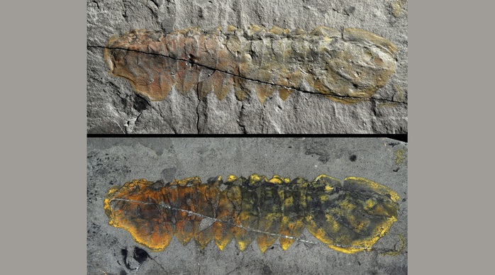 Hóa thạch nửa tỉ tuổi tiết lộ bất ngờ về một sinh vật hiện đại- Ảnh 1. Hóa thạch nửa tỉ tuổi tiết lộ bất ngờ về một sinh vật hiện đại- Ảnh 1.