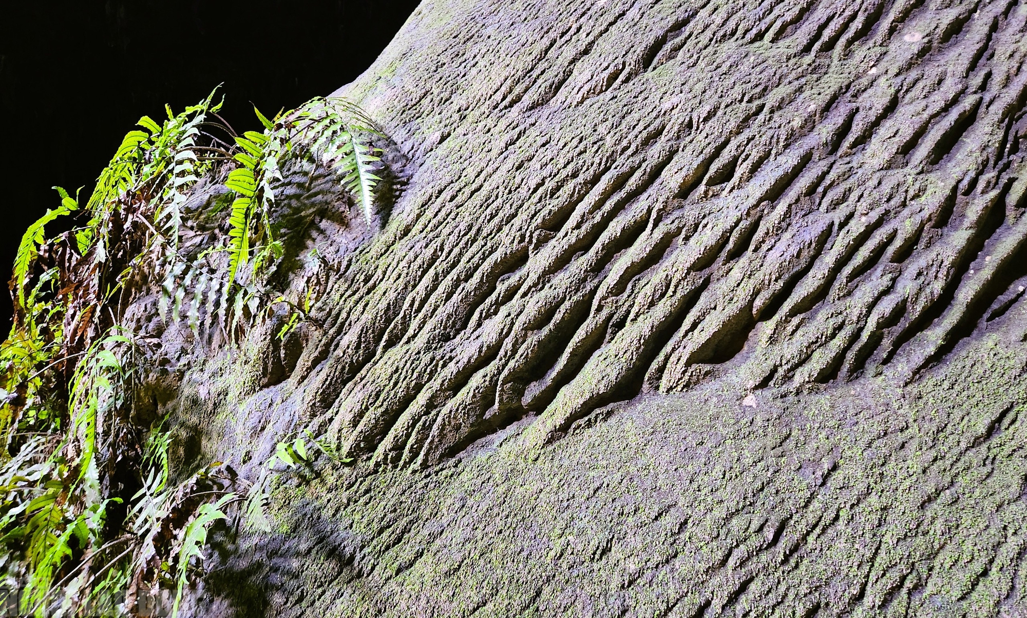 C&oacute; một "Sơn Đo&ograve;ng" đẹp nao l&ograve;ng giữa đại ng&agrave;n P&ugrave; Lu&ocirc;ng - Ảnh 10.