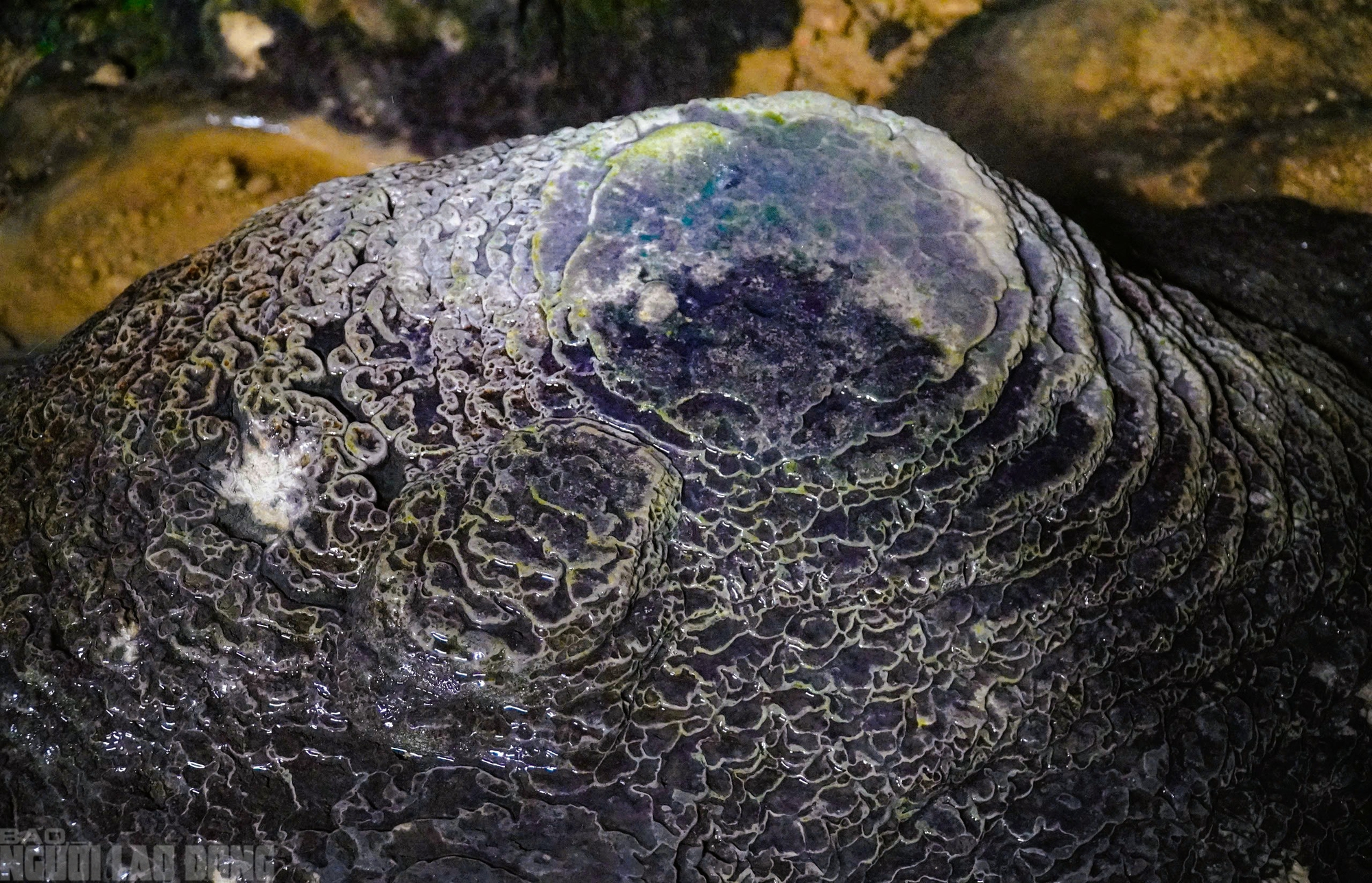 C&oacute; một "Sơn Đo&ograve;ng" đẹp nao l&ograve;ng giữa đại ng&agrave;n P&ugrave; Lu&ocirc;ng - Ảnh 11.