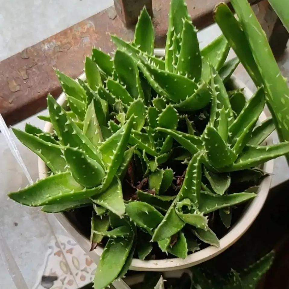 NASA khuy&ecirc;n trồng c&acirc;y n&agrave;y trong nh&agrave;: Gi&uacute;p loại bỏ Formaldehyde m&agrave; WHO c&ocirc;ng bố g&acirc;y ung thư- Ảnh 7.