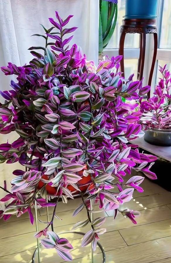 NASA khuy&ecirc;n trồng c&acirc;y n&agrave;y trong nh&agrave;: Gi&uacute;p loại bỏ Formaldehyde m&agrave; WHO c&ocirc;ng bố g&acirc;y ung thư- Ảnh 8.