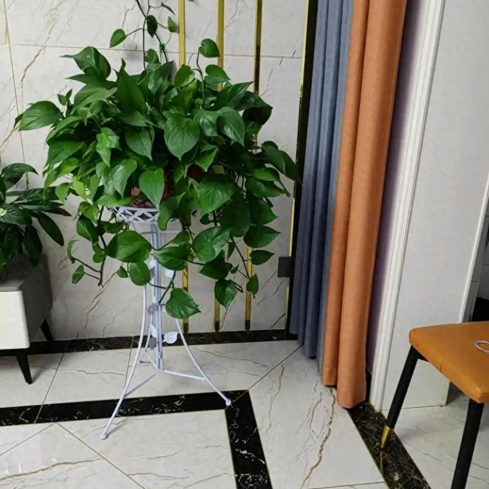 NASA khuy&ecirc;n trồng c&acirc;y n&agrave;y trong nh&agrave;: Gi&uacute;p loại bỏ Formaldehyde m&agrave; WHO c&ocirc;ng bố g&acirc;y ung thư- Ảnh 1.