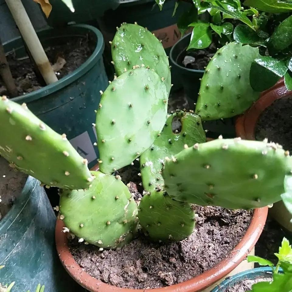 NASA khuy&ecirc;n trồng c&acirc;y n&agrave;y trong nh&agrave;: Gi&uacute;p loại bỏ Formaldehyde m&agrave; WHO c&ocirc;ng bố g&acirc;y ung thư- Ảnh 6.