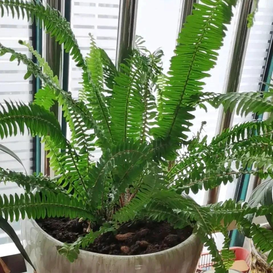 NASA khuy&ecirc;n trồng c&acirc;y n&agrave;y trong nh&agrave;: Gi&uacute;p loại bỏ Formaldehyde m&agrave; WHO c&ocirc;ng bố g&acirc;y ung thư- Ảnh 5.