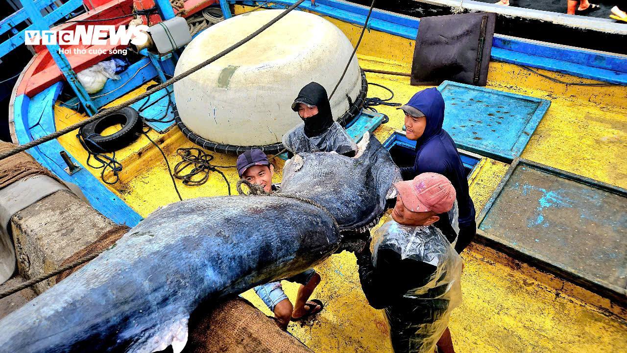 Ngư dân Đắk Lắk hào hứng câu cá ngừ đại dương 60kg tại cảng Đông Tác - Ảnh 13.