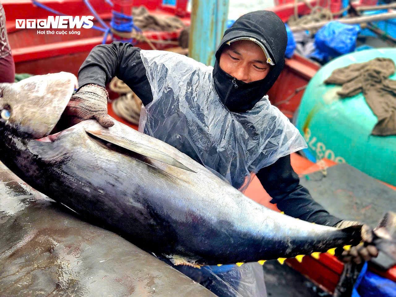 Ngư dân Đắk Lắk hào hứng câu cá ngừ đại dương 60kg tại cảng Đông Tác - Ảnh 4.