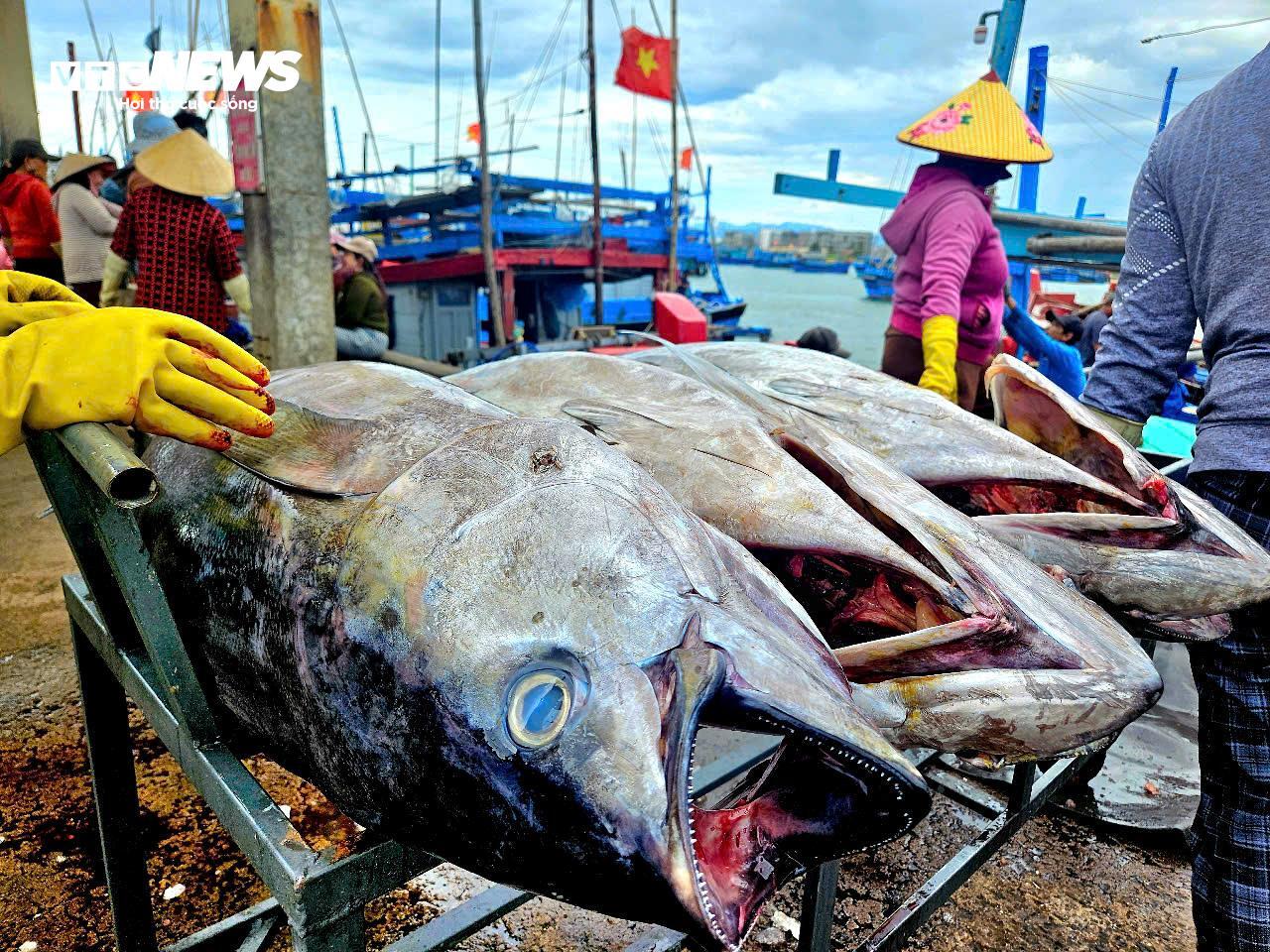 Ngư dân Đắk Lắk hào hứng câu cá ngừ đại dương 60kg tại cảng Đông Tác - Ảnh 12.