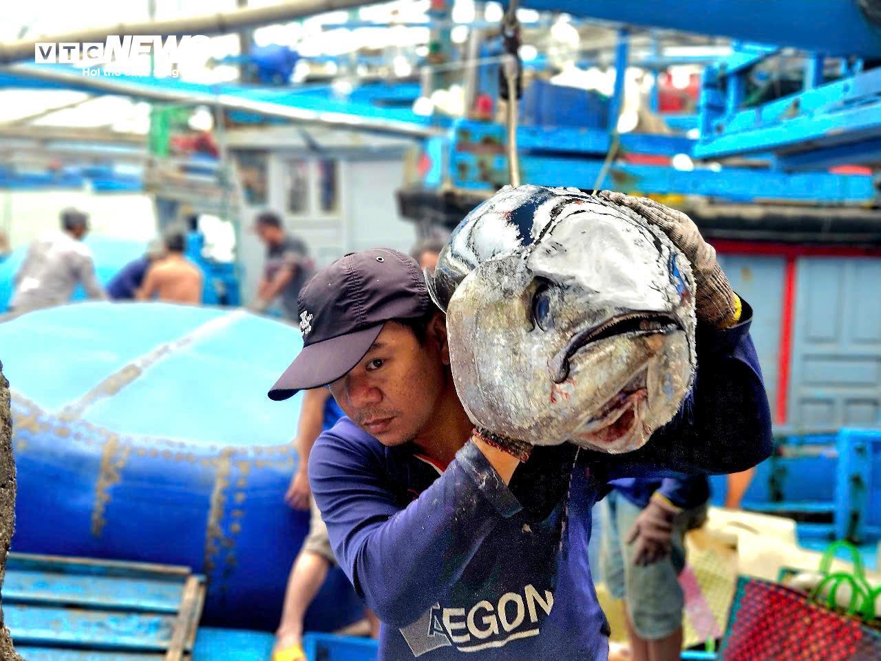 Ngư dân Đắk Lắk hào hứng câu cá ngừ đại dương 60kg tại cảng Đông Tác - Ảnh 5.