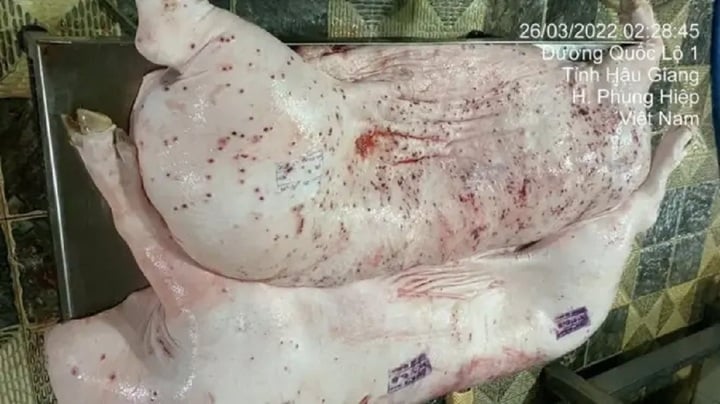 C . P Việt Nam bị tố b&aacute;n heo bệnh: C&aacute;n bộ Th&uacute; y bị điều chuyển c&ocirc;ng t&aacute;c - Ảnh 1.