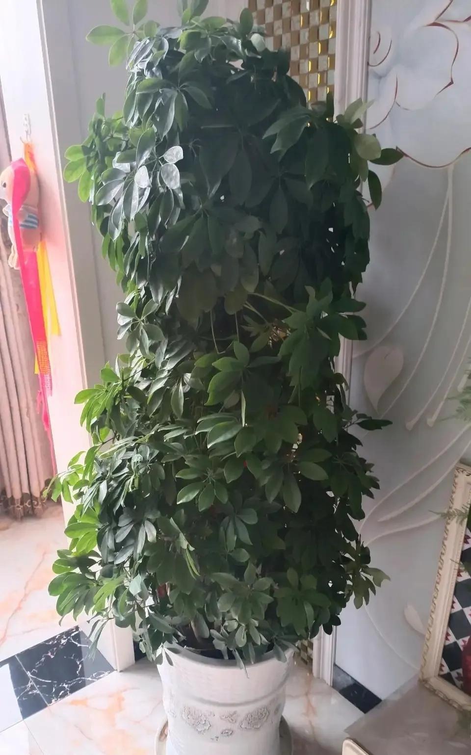 NASA khuy&ecirc;n trồng c&acirc;y n&agrave;y trong nh&agrave;: Gi&uacute;p loại bỏ Formaldehyde m&agrave; WHO c&ocirc;ng bố g&acirc;y ung thư- Ảnh 3.