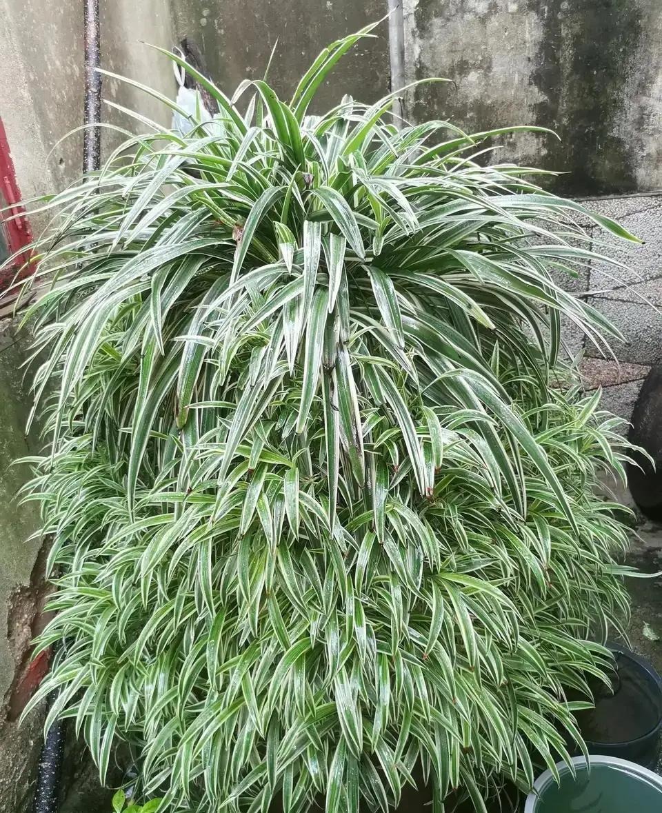 NASA khuy&ecirc;n trồng c&acirc;y n&agrave;y trong nh&agrave;: Gi&uacute;p loại bỏ Formaldehyde m&agrave; WHO c&ocirc;ng bố g&acirc;y ung thư- Ảnh 2.