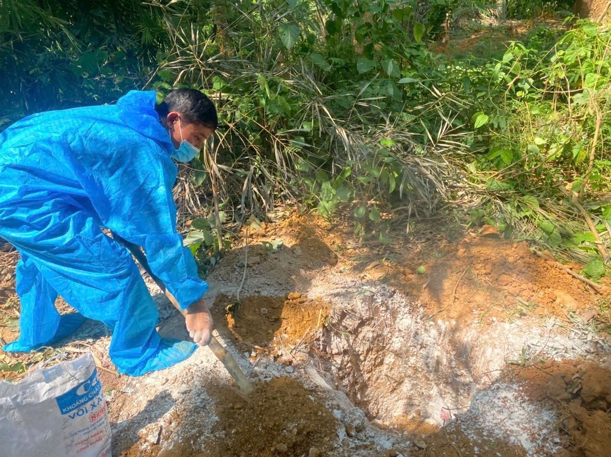 Tiêu hủy gần 7 . 000 Con heo mắc dịch tả heo châu Phi tại thanh hóa - Ảnh 1.