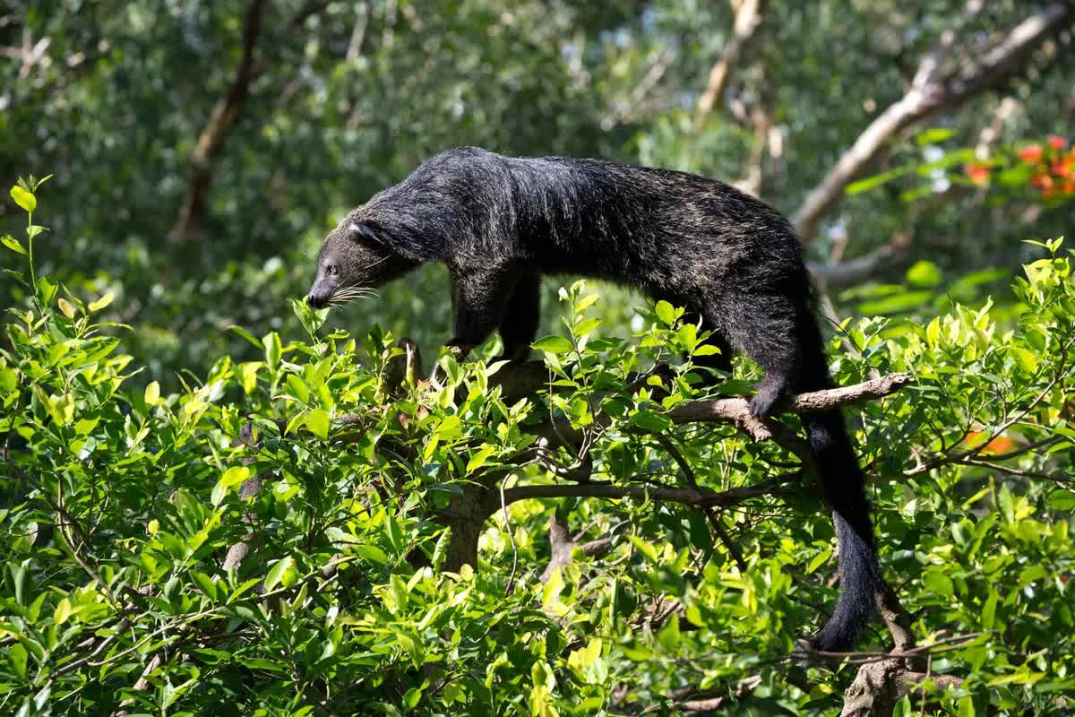 Binturong: Sinh vật bí ẩn được 'lai tạo' giữa gấu và mèo với hương thơm bỏng ngô đặc trưng giữa rừng già- Ảnh 4.