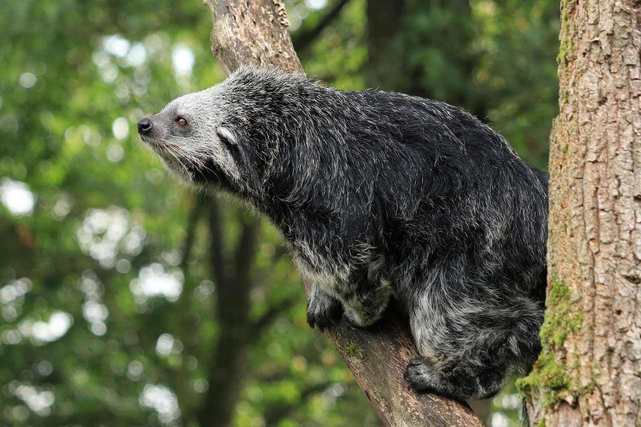 Binturong: Sinh vật bí ẩn được 'lai tạo' giữa gấu và mèo với hương thơm bỏng ngô đặc trưng giữa rừng già- Ảnh 3.