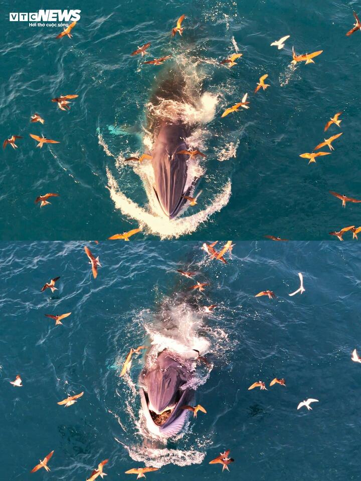 Phát hiện cá voi Bryde tung vũ điệu săn mồi tại biển Nhơn Lý Gia Lai - Ảnh 1.