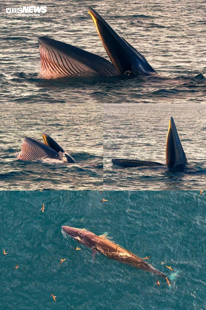 Phát hiện cá voi Bryde tung vũ điệu săn mồi tại biển Nhơn Lý Gia Lai - Ảnh 2.