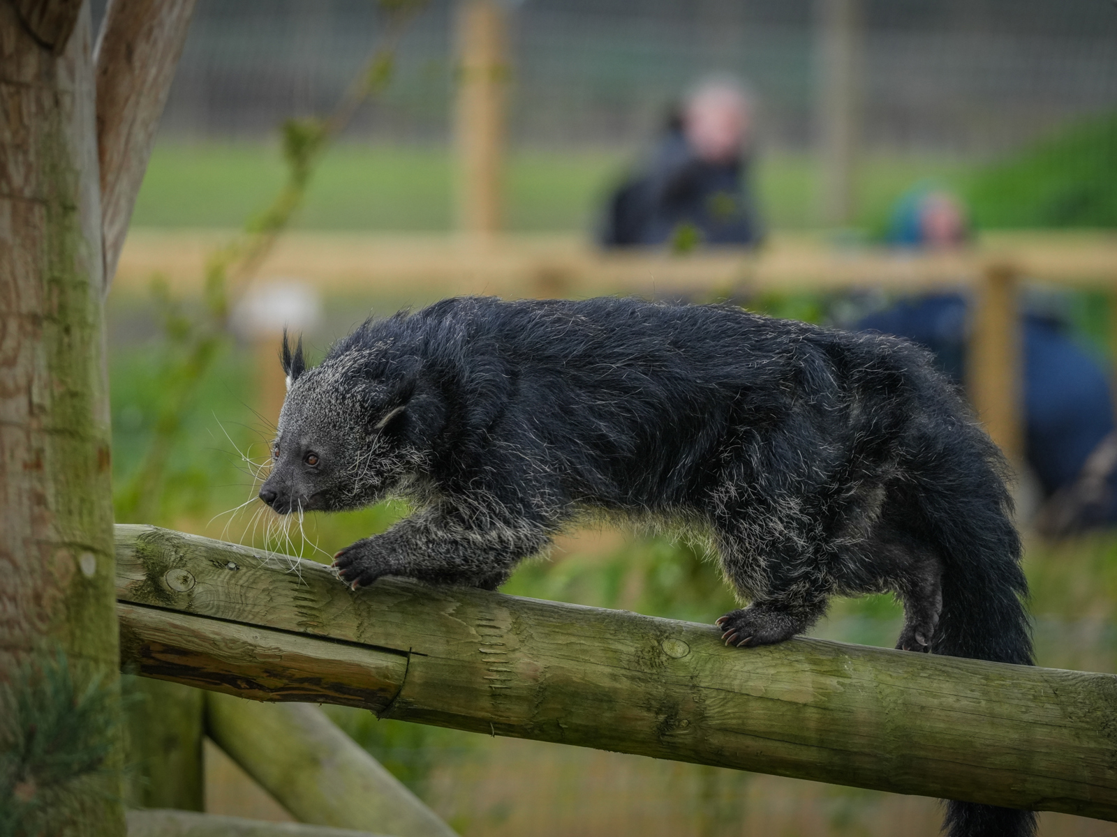 Binturong: Sinh vật bí ẩn được 'lai tạo' giữa gấu và mèo với hương thơm bỏng ngô đặc trưng giữa rừng già- Ảnh 2.