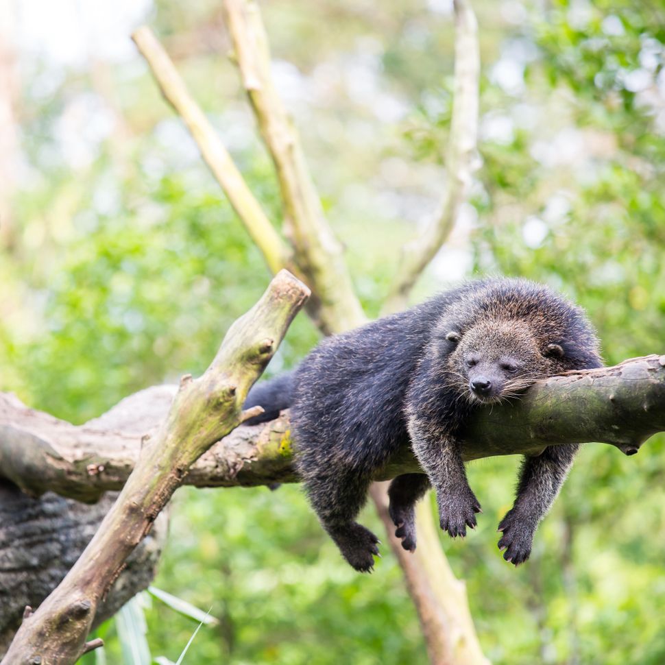 Binturong: Sinh vật bí ẩn được 'lai tạo' giữa gấu và mèo với hương thơm bỏng ngô đặc trưng giữa rừng già- Ảnh 1.