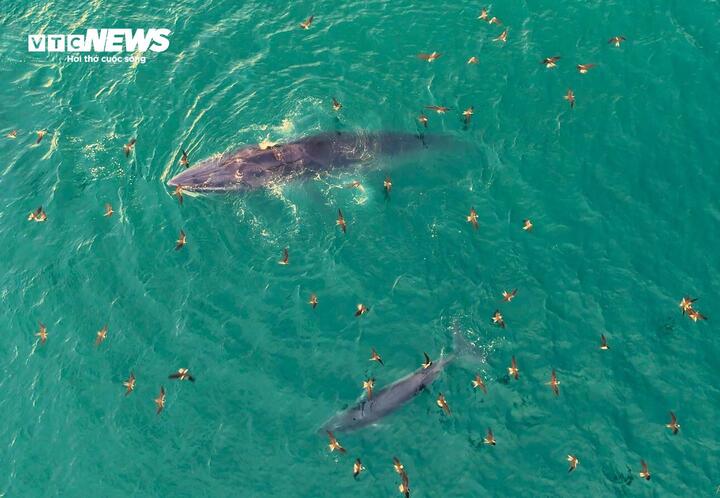 Phát hiện cá voi Bryde tung vũ điệu săn mồi tại biển Nhơn Lý Gia Lai - Ảnh 3.