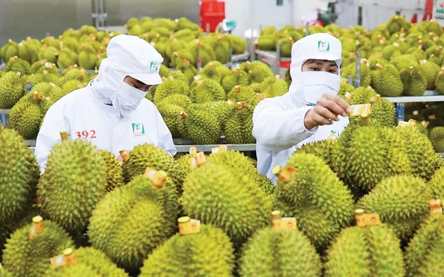 Xuất khẩu sầu riêng lao dốc, nhập từ Thái Lan và Malaysia tăng đột biến - Ảnh 2. Xuất khẩu sầu riêng lao dốc, nhập từ Thái Lan và Malaysia tăng đột biến - Ảnh 2.