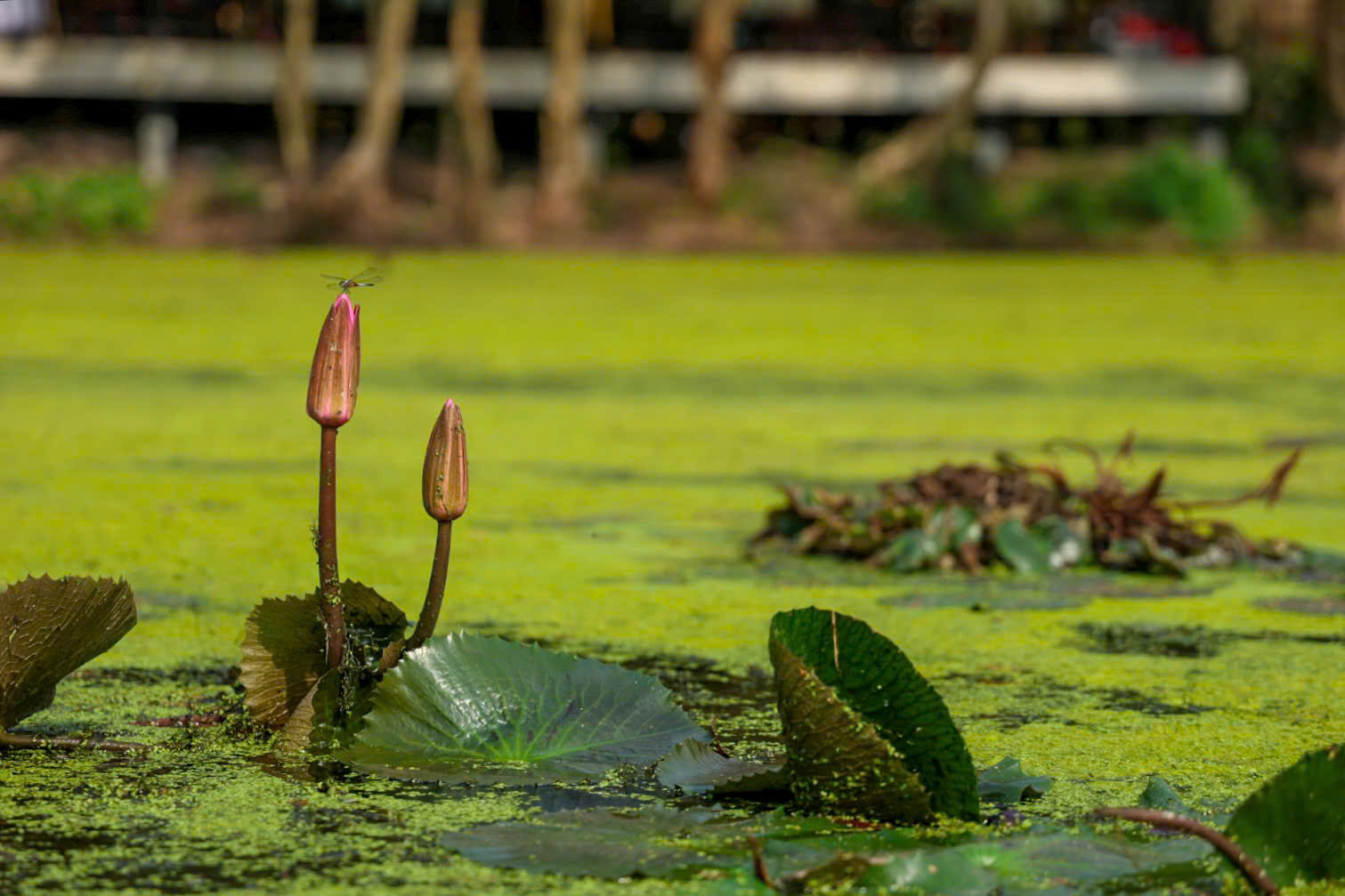 Một ngày xanh mát ở Đồng Tháp Mười- Ảnh 12. Một ngày xanh mát ở Đồng Tháp Mười- Ảnh 12.