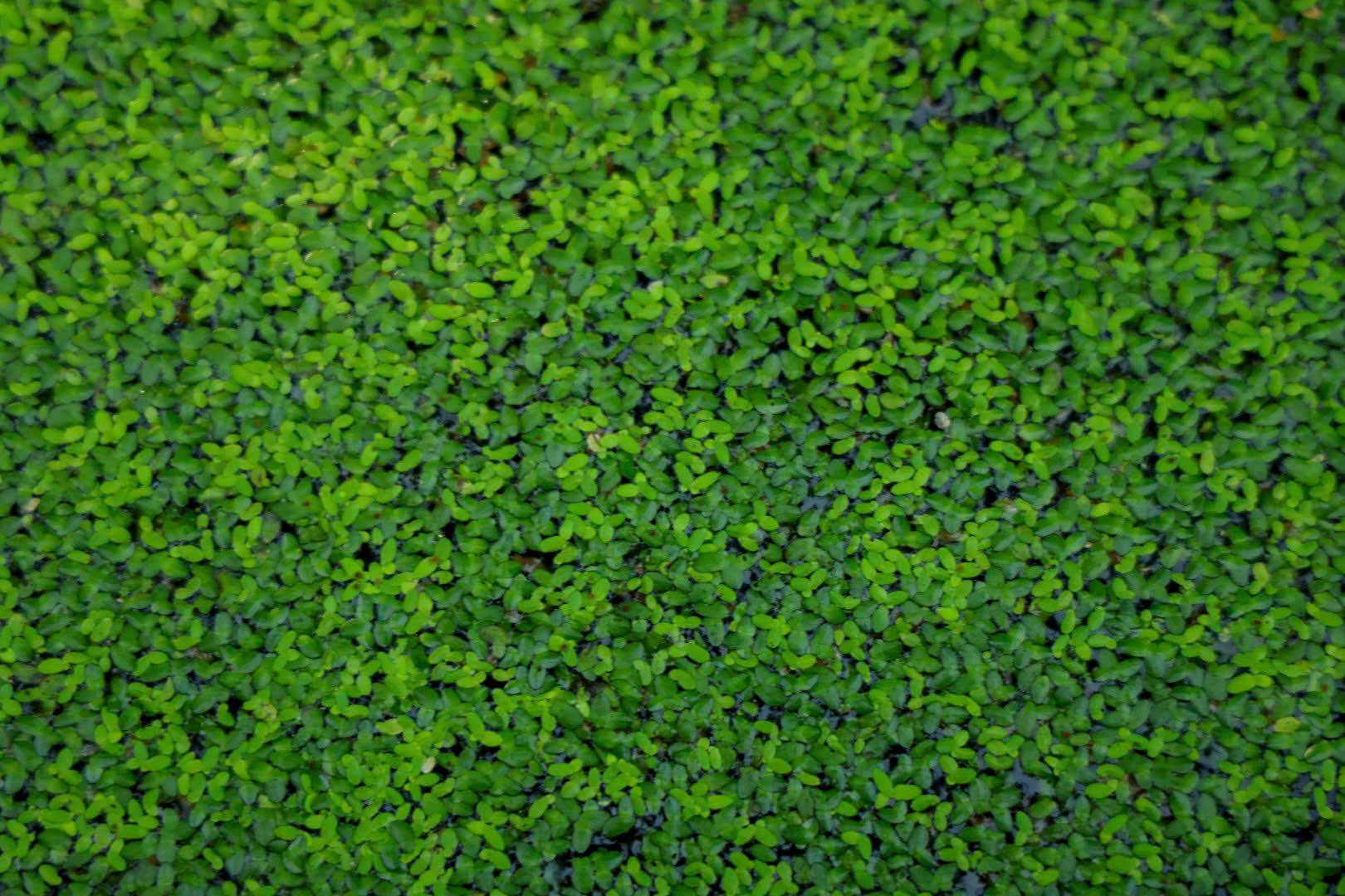 Một ngày xanh mát ở Đồng Tháp Mười- Ảnh 13. Một ngày xanh mát ở Đồng Tháp Mười- Ảnh 13.