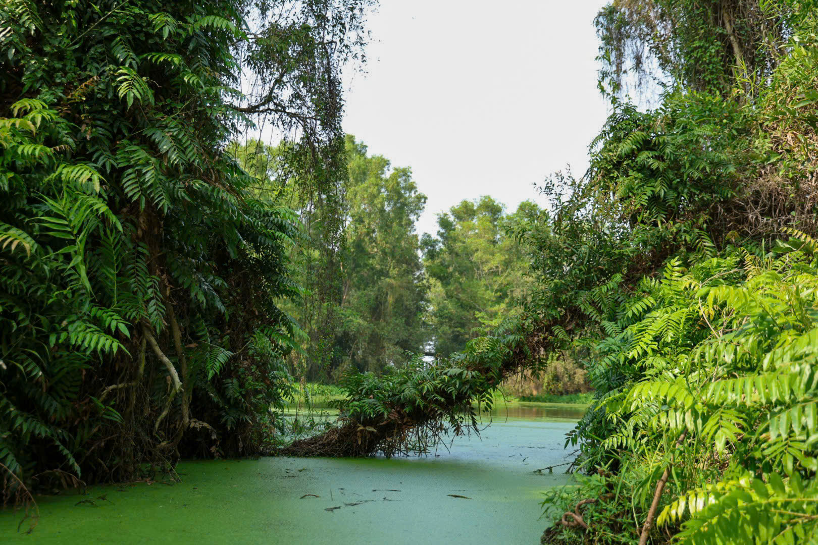 Một ngày xanh mát ở Đồng Tháp Mười- Ảnh 5. Một ngày xanh mát ở Đồng Tháp Mười- Ảnh 5.
