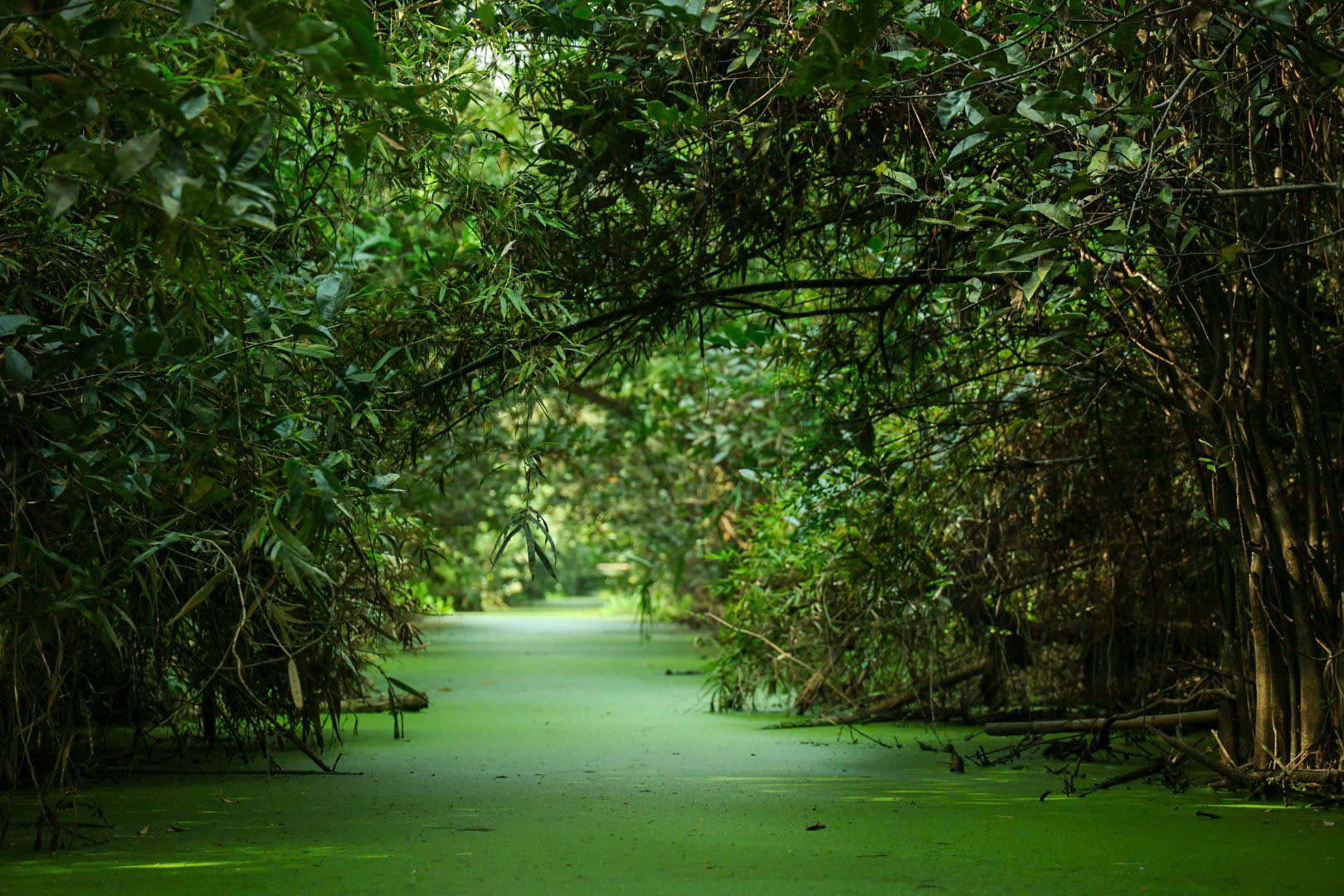 Một ngày xanh mát ở Đồng Tháp Mười- Ảnh 3. Một ngày xanh mát ở Đồng Tháp Mười- Ảnh 3.