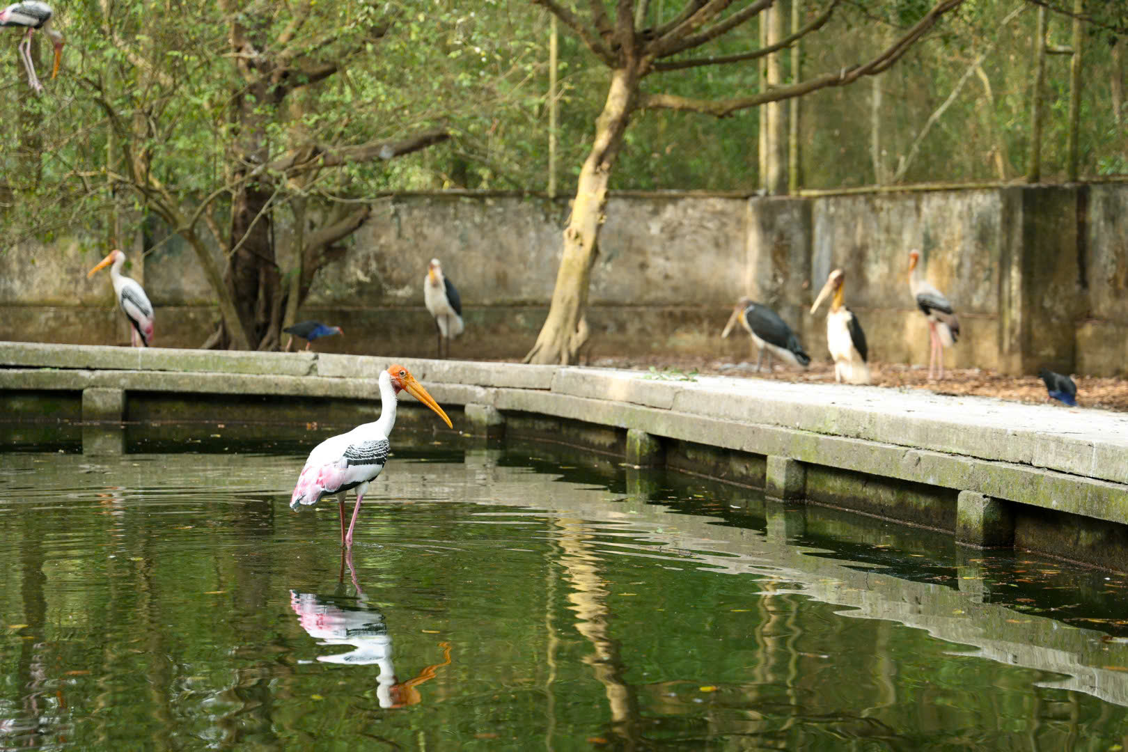 Một ngày xanh mát ở Đồng Tháp Mười- Ảnh 11. Một ngày xanh mát ở Đồng Tháp Mười- Ảnh 11.