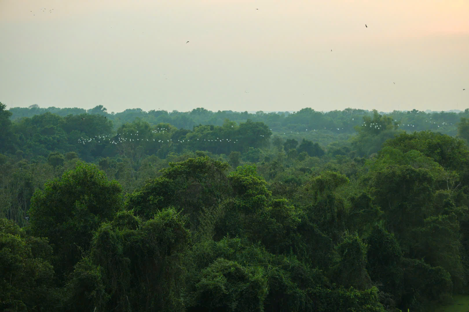 Một ngày xanh mát ở Đồng Tháp Mười- Ảnh 15. Một ngày xanh mát ở Đồng Tháp Mười- Ảnh 15.