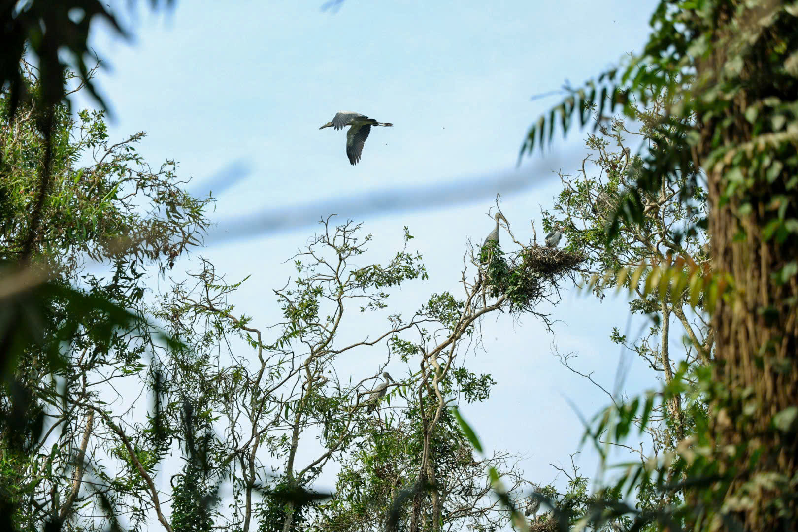 Một ngày xanh mát ở Đồng Tháp Mười- Ảnh 6. Một ngày xanh mát ở Đồng Tháp Mười- Ảnh 6.