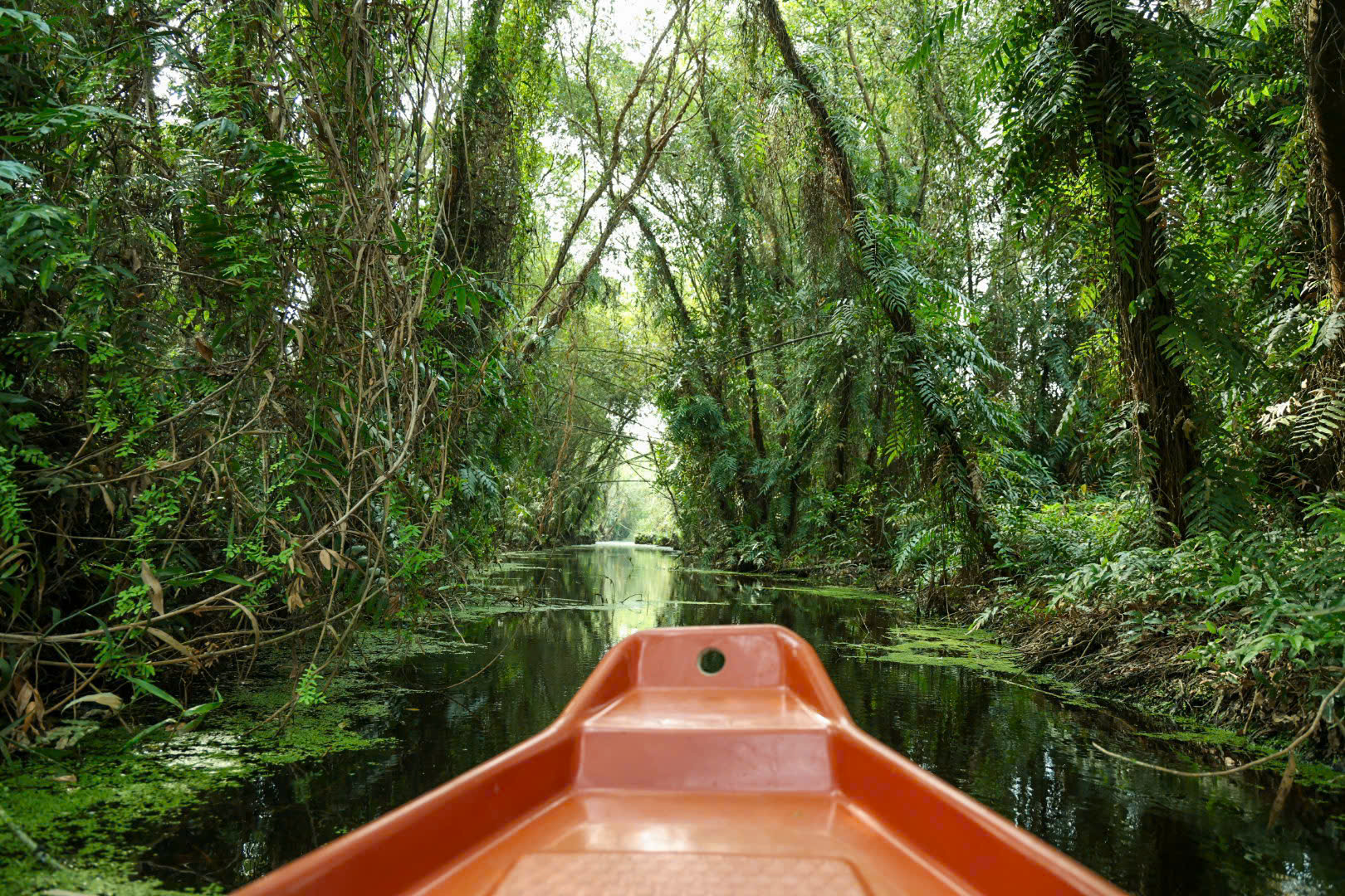 Một ngày xanh mát ở Đồng Tháp Mười- Ảnh 4. Một ngày xanh mát ở Đồng Tháp Mười- Ảnh 4.