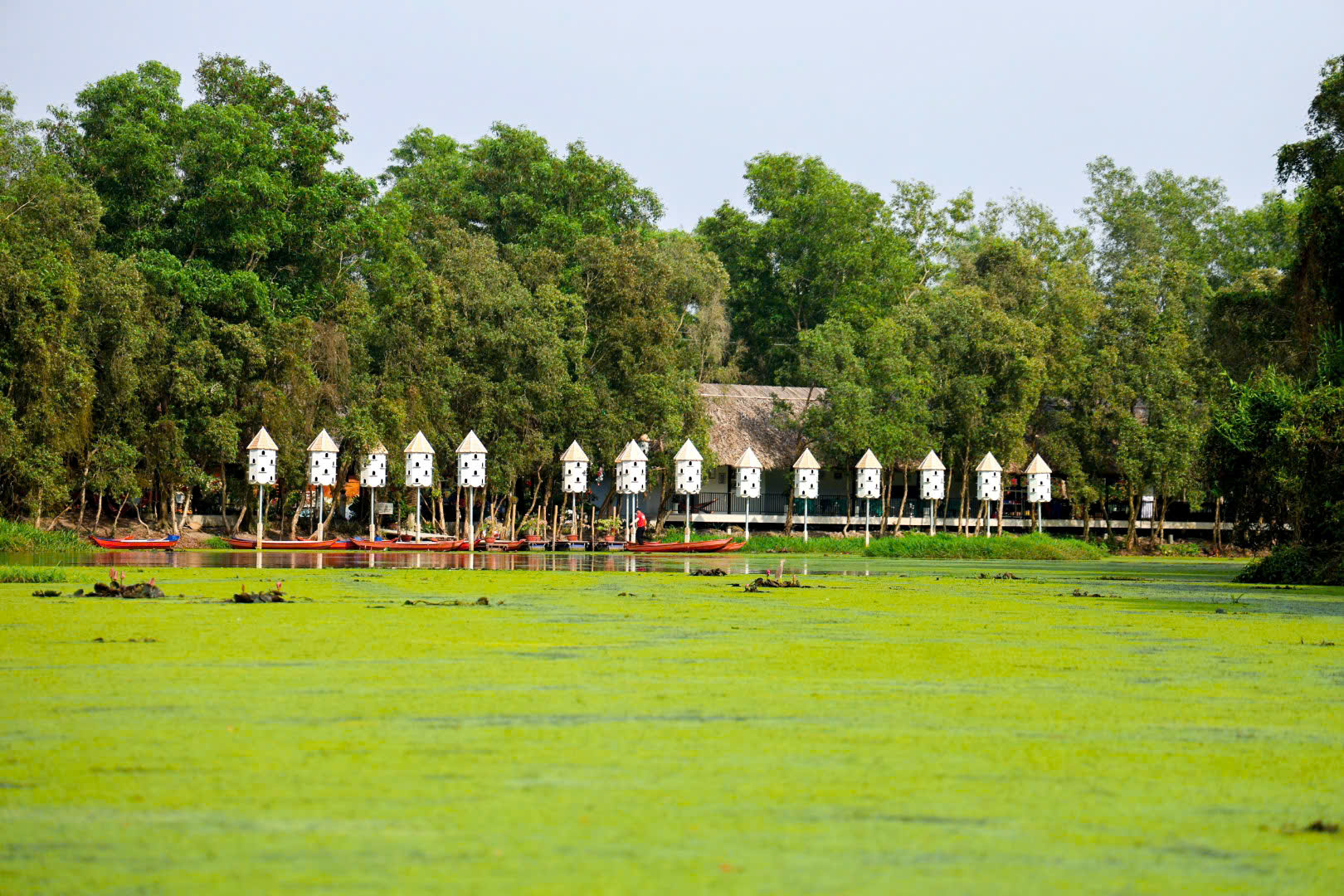 Một ngày xanh mát ở Đồng Tháp Mười- Ảnh 8. Một ngày xanh mát ở Đồng Tháp Mười- Ảnh 8.