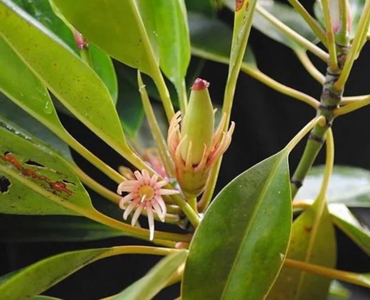 Loài cây kỳ lạ bậc nhất thế giới, có thể "sinh con" như động vật, Việt Nam cũng có - Ảnh 2. Loài cây kỳ lạ bậc nhất thế giới, có thể "sinh con" như động vật, Việt Nam cũng có - Ảnh 2.