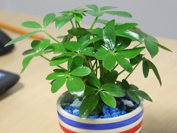 Phòng khách đặt đúng 4 cây này, tiền vào như nước sông Đà, vận đỏ như son- Ảnh 4. Phòng khách đặt đúng 4 cây này, tiền vào như nước sông Đà, vận đỏ như son- Ảnh 4.