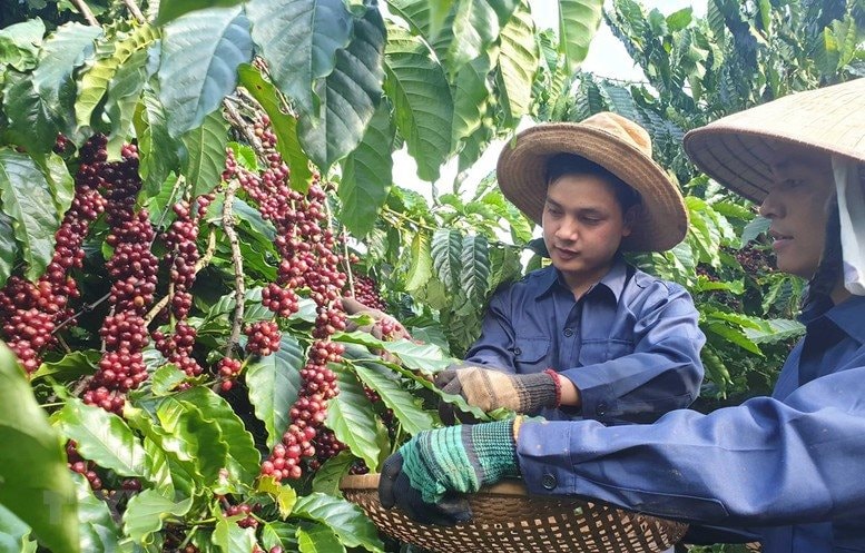 Việt Nam - Brazil sẽ lập thương hiệu chung 1 mặt hàng nước ta vừa lập kỷ lục, hơn 80 nước ồ ạt chốt đơn - Ảnh 4.