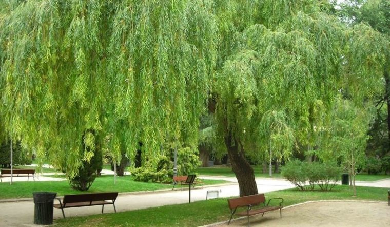 4 loại cây trồng trước nhà thì xui đủ đường, chuyển ra sau lại vững vàng vận khí- Ảnh 2.
