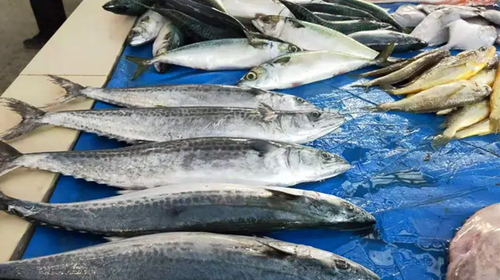 5 loại cá biển hoang dã, không thể nuôi nhân tạo, thịt rất ngon và bổ dưỡng, người dân vùng biển thường xuyên ăn!- Ảnh 1.