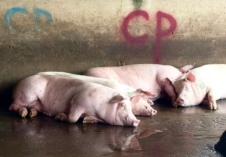 Bộ Công an làm rõ động cơ phát tán hình ảnh tố c . P . Việt Nam bán thịt heo bệnh - Ảnh 1.