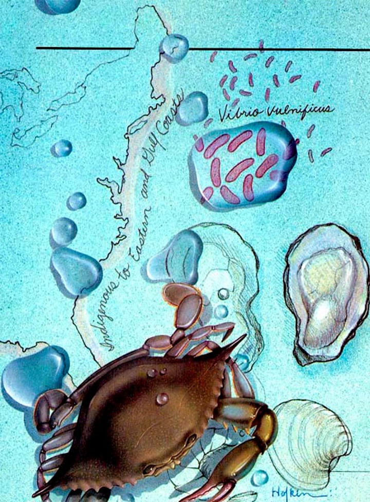 Cảnh báo về vi khuẩn ăn thịt người sau khi xử lý cua tại nhà - Ảnh 1.