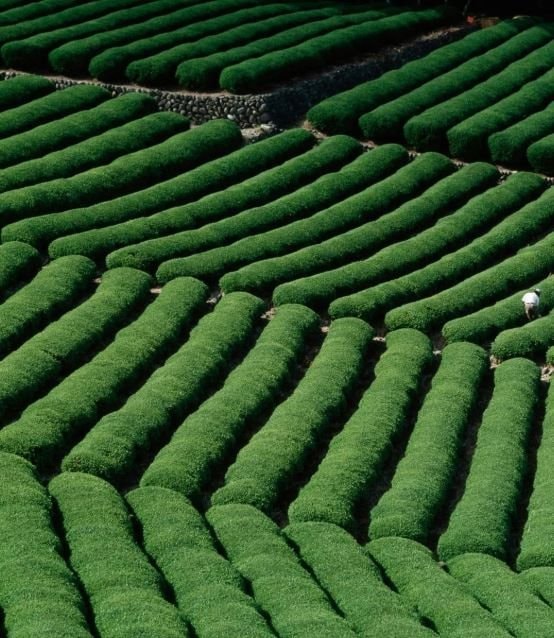 Nhật Bản sắp cạn matcha, có cửa hàng chỉ bán tối đa 40 hộp mỗi ngày: Chuyện gì đang xảy ra? - Ảnh 2.