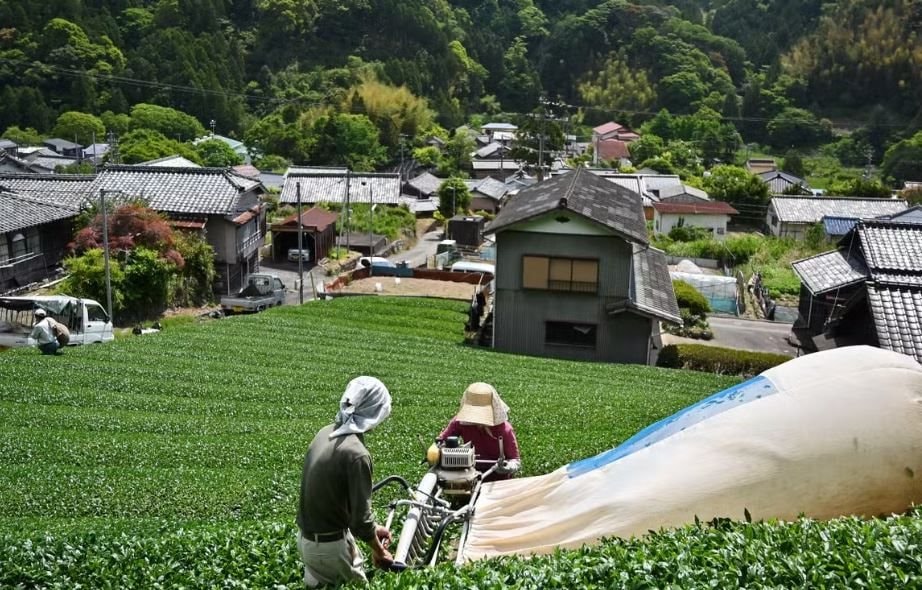 Nhật Bản sắp cạn matcha, có cửa hàng chỉ bán tối đa 40 hộp mỗi ngày: Chuyện gì đang xảy ra? - Ảnh 3.