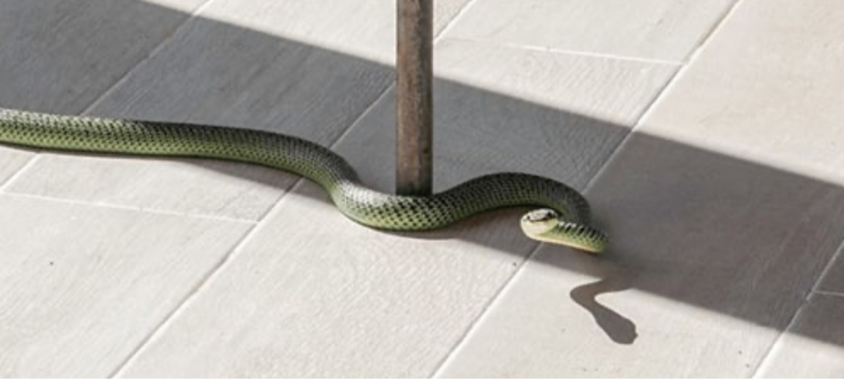 4 loài vật nhìn đáng sợ nhưng lại là sứ giả Thần Tài: Vào nhà báo điềm may, đuổi chúng đi dễ mất lộc!- Ảnh 1.