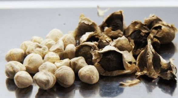 Cây mọc đầy ở Việt Nam không ngờ là "báu vật" ở nước ngoài, nhặt hạt đem bán cũng kiếm bộn tiền- Ảnh 3. Cây mọc đầy ở Việt Nam không ngờ là "báu vật" ở nước ngoài, nhặt hạt đem bán cũng kiếm bộn tiền- Ảnh 3.