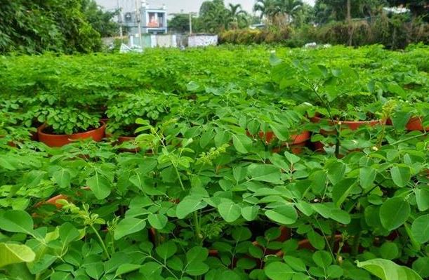 Cây mọc đầy ở Việt Nam không ngờ là "báu vật" ở nước ngoài, nhặt hạt đem bán cũng kiếm bộn tiền- Ảnh 1. Cây mọc đầy ở Việt Nam không ngờ là "báu vật" ở nước ngoài, nhặt hạt đem bán cũng kiếm bộn tiền- Ảnh 1.