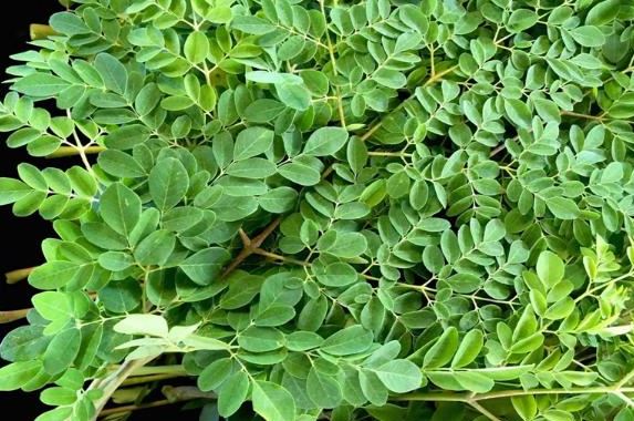 Cây mọc đầy ở Việt Nam không ngờ là "báu vật" ở nước ngoài, nhặt hạt đem bán cũng kiếm bộn tiền- Ảnh 2. Cây mọc đầy ở Việt Nam không ngờ là "báu vật" ở nước ngoài, nhặt hạt đem bán cũng kiếm bộn tiền- Ảnh 2.