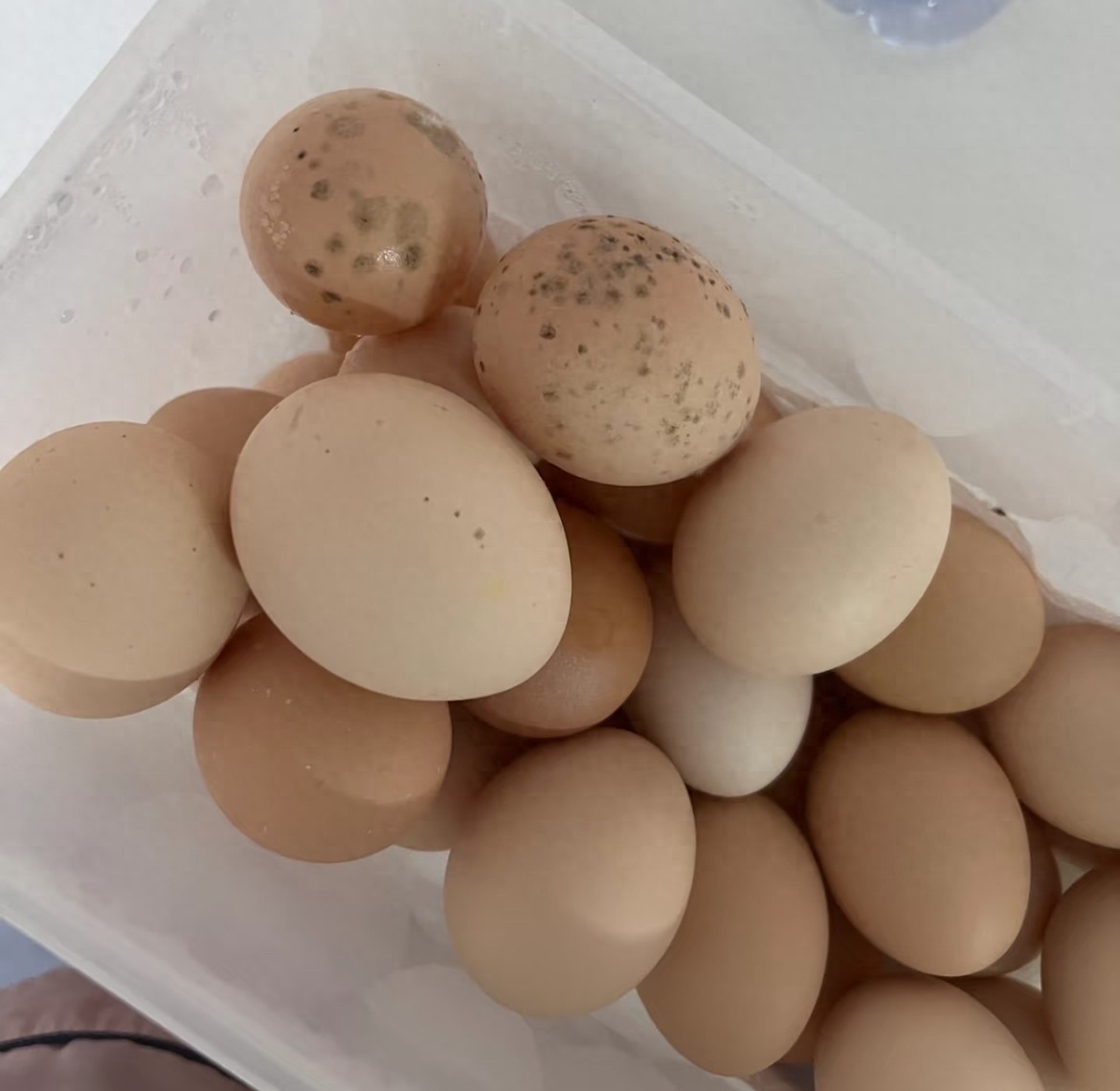 2 loại trứng gà nhiễm khuẩn - gặp là vứt ngay, 3 loại an toàn - cứ yên tâm dùng bữa!- Ảnh 1.